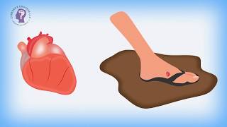 Connective Tissue Learn the Basics [upl. by Rehctaht61]