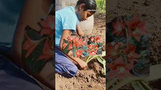 Growing Amaryllis Lily in my farma beautiful perennial flowering plantamaryllis farm shorts [upl. by Tibold]