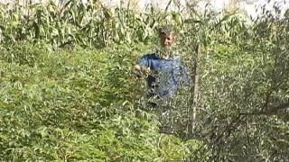 Cultura da oliveira no sul do Brasil  Dia de Campo na TV [upl. by Adonis]