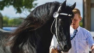 BLACK PEARL FRIESIANS AT TRAILS END FARM [upl. by Moore]