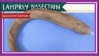 Lamprey Dissection  Once Bitten Twice Shy EDU [upl. by Doroteya]