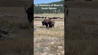 An Obstinacy of Bison of Wildlife in South Dakota Custer State Park wildlife nationalpark [upl. by Iridissa]