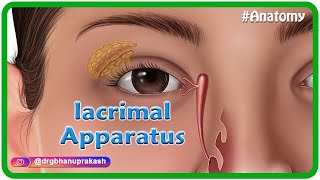 Anatomy of lacrimal apparatus Animation  USMLE Step 1 [upl. by Karoly242]