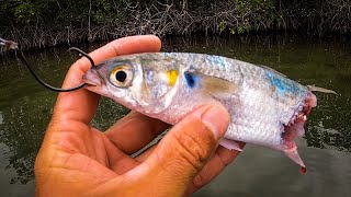 What Fish Did This  Catch  Clean  Cook CUBERA SNAPPER [upl. by Samoht]