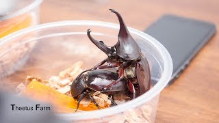 วิธีเพาะด้วงกว่าง How to breed rhino beetle [upl. by Tarsus]