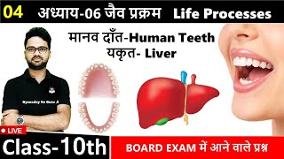 L04 मानव दांत एवं यकृत  Human Teeth and Liver  Chapter 06 जैव प्रक्रम Class10 [upl. by Eillak459]