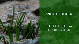 Littorella uniflora  VideoFicha  Ideal para aportar detalles  PezVerde [upl. by Eustashe917]