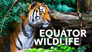 The Incredible Wildlife Living At Our Equator  Equator Specials [upl. by Lewert]