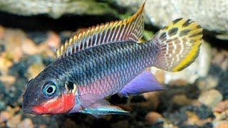 Kribensis  Nigerian Red Update  How to Build Dwarf Cichlid Apistogramma amp Krib Caves or Hides [upl. by Aihsenyt742]