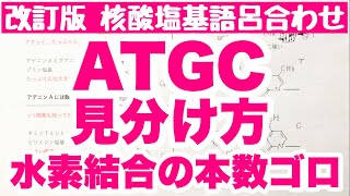 【ATGC構造の見分け方】核酸塩基の構造の見分け方 塩基間の水素結合の本数の語呂合わせ DNAとRNA 天然高分子 ゴロ化学 [upl. by Zeena]