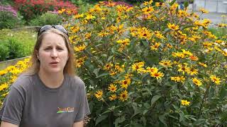 Meet Heliopsis Burning Hearts  a native smooth oxeye with flower power [upl. by Lenuahs]