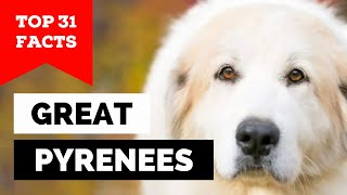 99 of Great Pyrenees Dog Owners Dont Know This [upl. by Asiek]