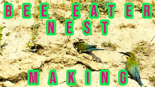 Bee eater nest digging II Beautiful bird making nest in soil II Bee eater making home II 4K VIDEO [upl. by Sumner769]