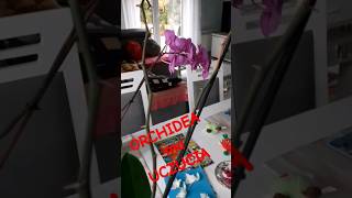 ORCHIDEA ma UCZUCIA Samo życie 49 [upl. by Lud]