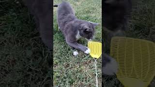 ashy plays with a fly swatter 2 flyswattercatsfunnycatssillycatsfunnysillyviralshorts [upl. by Adelaide]