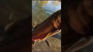 Yakima river coho catch fishing trending youtubeshorts viralvideo subscribe youtube [upl. by Marji835]