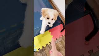 Cavachon Puppy Training adorable [upl. by Ursola]