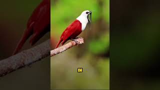 The threewattled bellbird [upl. by Carlos538]