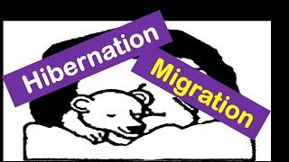 Hibernation And Migration Animals for Kids [upl. by Ahsirk]