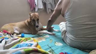 dog getting massage by human dad [upl. by Weidman]