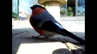 Dompfaff nach Fensterkollision  Scheibenkollision Vogel gegen Glas [upl. by Cigam]