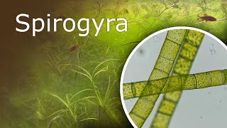 Aquarium Under a Microscope Spirogyra [upl. by Bibby]