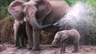 Babille Elephant sanctuary Ethiopia [upl. by Martinic]