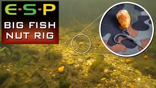 Simple Tiger Nut Rig  Carp Fishing Rigs [upl. by Erin]