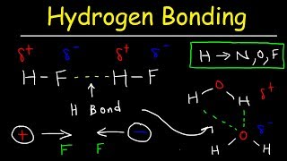 Hydrogen Bonds In Water Explained  Intermolecular Forces [upl. by Neu424]