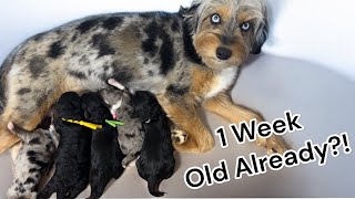 The Most Adorable 1 Week Old Aussiedoodle Puppies  ShaeXKipper [upl. by Lutim]