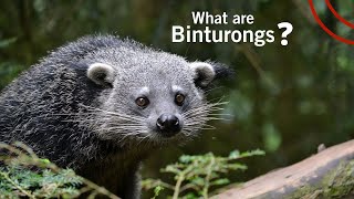 What are Binturongs [upl. by Anaer]