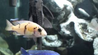 Buying Your First African Cichlids A Guide for Beginners [upl. by Chilton170]