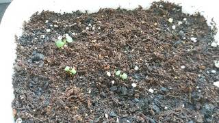 Blue Skullcap Seedlings  Scutellaria Lateriflora first look [upl. by Nate37]