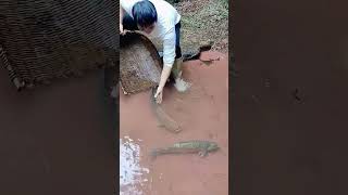 The process of catching grass carp in streams [upl. by Itaws]