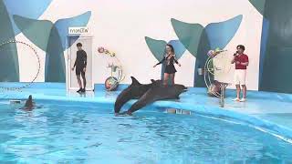 Show at Dolphinarium Pattaya Part 1 [upl. by Ahseiyt563]