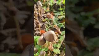 Happy little grove of mushrooms toadstools fungus sitting in the sun [upl. by Auohp343]