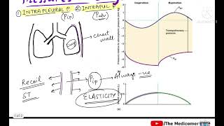 Pressures in Lungs  Respiratory Physiology [upl. by Htes361]