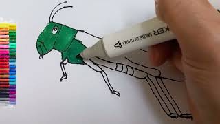 How to draw Grasshopper Step by Step [upl. by Cyna833]