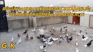 14 TANE KUŞ UÇURDUK GECE KARANLINDA İKİSİ GİTTİ [upl. by Becka]