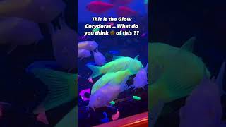 MOST OVERRATED Aquarium Fish Glow Fish Corydoras [upl. by Ammon463]