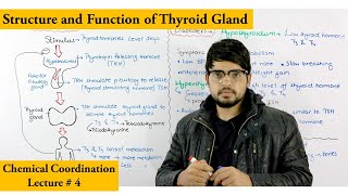 Thyroid gland and its hormones [upl. by Submuloc]