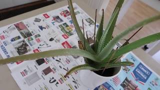 How to Revive a Dying Aloe Vera Plant [upl. by Yrdnal]