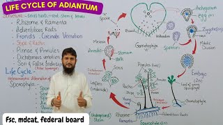 life cycle of fern  life cycle of adiantum class 11 [upl. by Einnel]