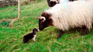 Mans Best Workmate  Border Collie puppies  Big Week on the Farm  RTÉ One [upl. by Lulita321]