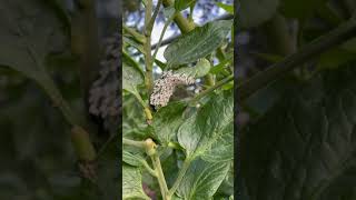 Tomato Hornworm with Parasitic Wasp Eggs [upl. by Sevein]