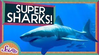 Super Sharks  Amazing Animals  SciShow Kids [upl. by Adirahs]