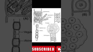 Ulothrix  part 3  reproduction and life cycle  for up tgt [upl. by Gottwald]