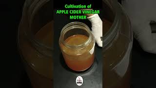 Apple Cider Vinegar Mother [upl. by Namhcan]