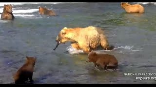 Alaskan Bear Cams  The Adventures of Mom Grazer with her coys at the Falls July 20 2024 [upl. by Ahtoelc429]