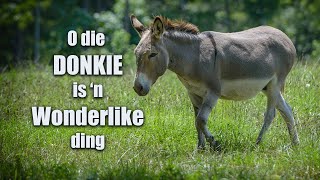 O die donkie is n wonderlike ding  Clemens Mans [upl. by Nnoryt519]